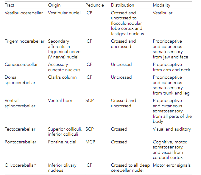 1588_Cerebellar connections.png